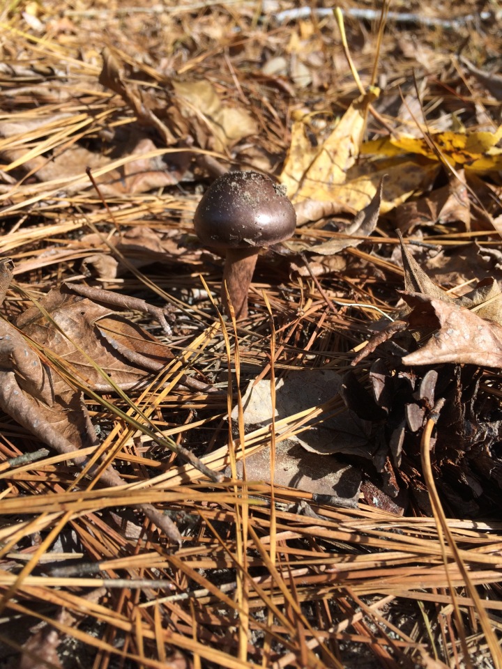copper top mushroom